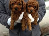 Wc Egi̇ti̇mli̇  Toy Poodle Yavrularimiz Fenomen Pets Ankara