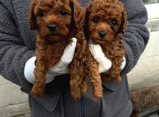 Wc Egi̇ti̇mli̇  Toy Poodle Yavrularimiz Fenomen Pets Ankara görsel