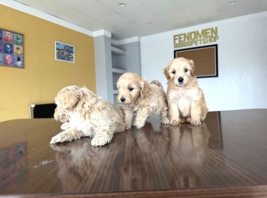 En Güzel Malti̇po Yavrulari Ankara Mağazamizda Görün görsel
