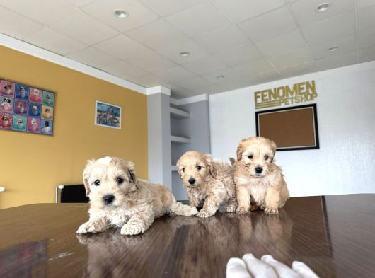 En Güzel Malti̇po Yavrulari Ankara Mağazamizda Görün görsel