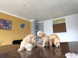 En Güzel Malti̇po Yavrulari Ankara Mağazamizda Görün