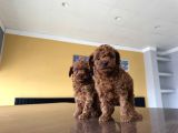 Wc Egi̇ti̇mli̇  Toy Poodle Yavrularimiz Fenomen Pets Ankara