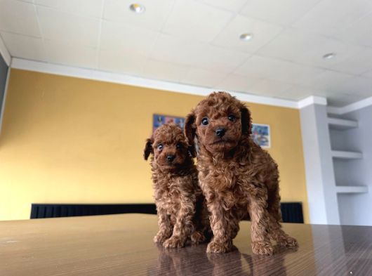 Wc Egi̇ti̇mli̇  Toy Poodle Yavrularimiz Fenomen Pets Ankara görsel