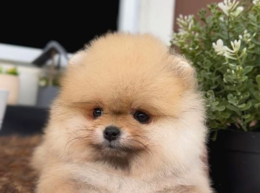 Sevi̇mli̇ Pomerani̇an görsel