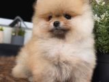 SEVİMLİ POMERANİAN