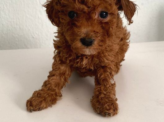 Bebek Yüzlü Safkan Toy Poodle Meleğim görsel