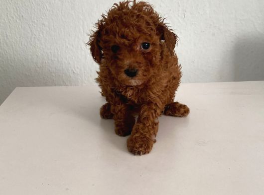 Bebek Yüzlü Safkan Toy Poodle Meleğim