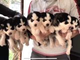 Üst Kali̇te Si̇yah Husky Yavrulari