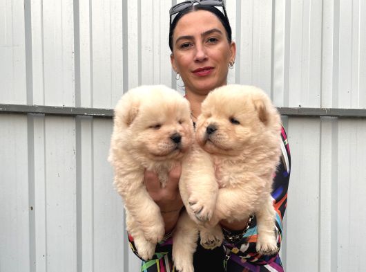 Chowchow Yavrularım Irk Ve Sağlık Garantilidir görsel