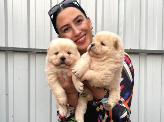 Chowchow Yavrularım Irk Ve Sağlık Garantilidir