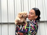 Chowchow Yavrularım Irk Ve Sağlık Garantilidir