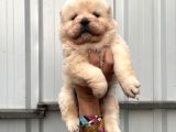 Chowchow Yavrularım Irk Ve Sağlık Garantilidir