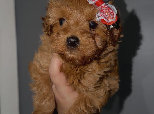 Kore Poodle Kızımız görsel