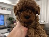 Toy Poodle