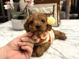 Toypoodle Güzelliğinde Mia