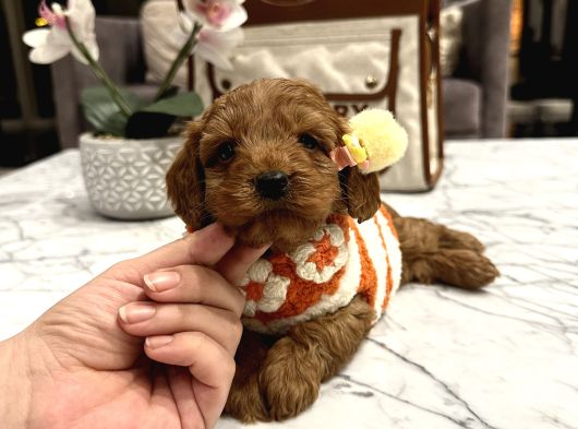 Toypoodle Güzelliğinde Mia görsel