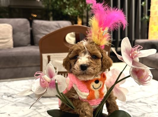 Özel Partycolor Çift Renkli Nadir Renk Toypoodle