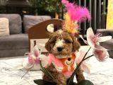Özel Renk Güzel Poodle kızım büyümez