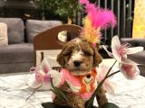 Özel Partycolor Çift Renkli Nadir Renk Toypoodle