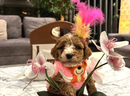 Özel Partycolor Çift Renkli Nadir Renk Toypoodle görsel