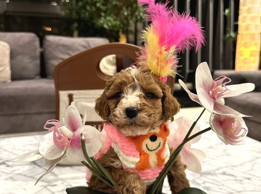Özel Partycolor Çift Renkli Nadir Renk Toypoodle görsel