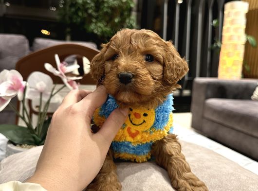 Toypoodle Güzelliğinde Riko görsel