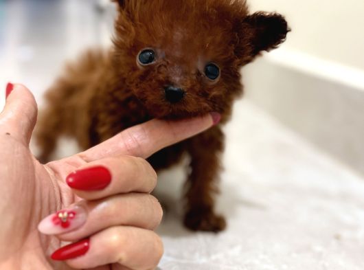 Türkiyenin en küçük Çin Poodle yavrusu
