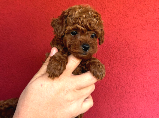 Türki̇yeni̇n En Güzel Toy Poodle Yavrulari görsel