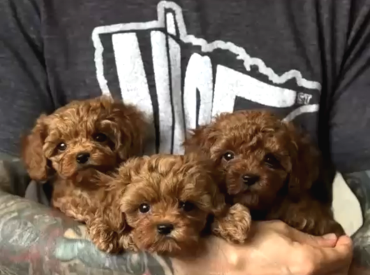Türki̇yeni̇n En Güzel Toy Poodle Yavrulari görsel