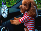 Türki̇yeni̇n En Güzel Toy Poodle Yavrulari