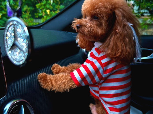 Türki̇yeni̇n En Güzel Toy Poodle Yavrulari görsel