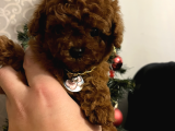 Türki̇yeni̇n En Güzel Toy Poodle Yavrulari