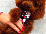 Türki̇yeni̇n En Güzel Toy Poodle Yavrulari