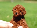TÜRKİYENİN EN GÜZEL TOY POODLE YAVRULARI