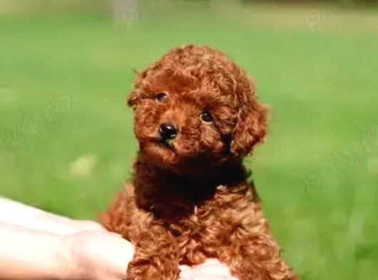 Türki̇yeni̇n En Güzel Toy Poodle Yavrulari