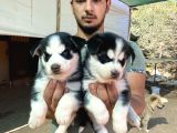 Üst Kali̇te Si̇yah Husky Yavrulari