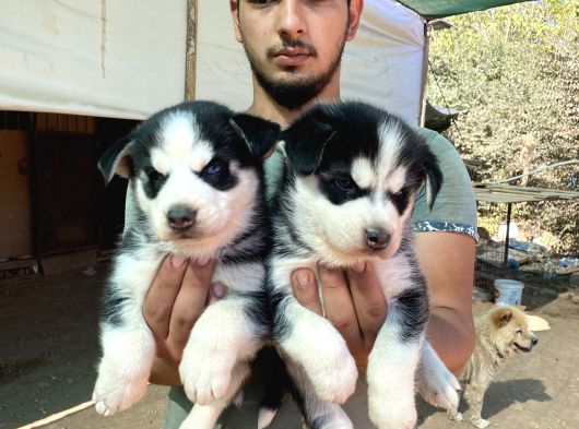 Üst Kali̇te Si̇yah Husky Yavrulari görsel