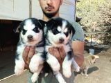 Üst Kali̇te Si̇yah Husky Yavrulari