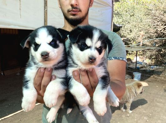 Üst Kali̇te Si̇yah Husky Yavrulari görsel