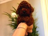 Toy Poodle
