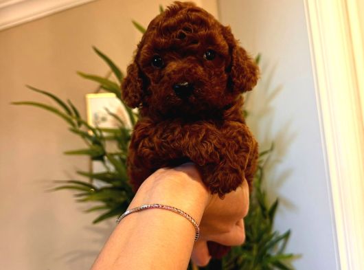 Toy Poodle görsel