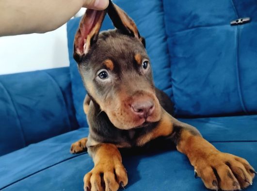 A Kalite Kızıl Ve Siyah Doberman Yavruları