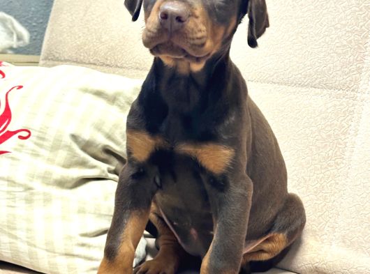 Üst Düzey King Doberman görsel