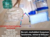Tüm İstanbul İlçeleri̇ne Adrese Tesli̇m Muhabbet Kuşu