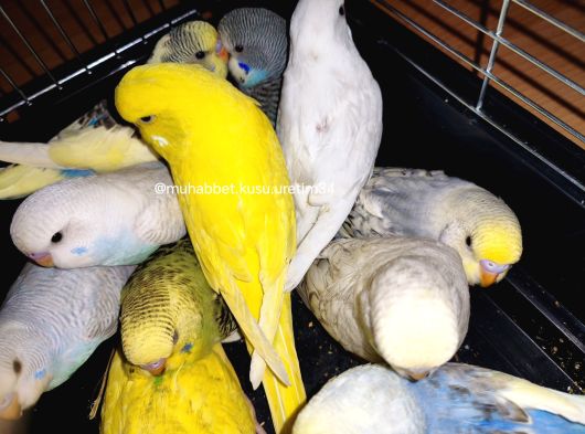 Çocuklar Bile Eğitebilir Eve Teslim Muhabbet Kuşu görsel