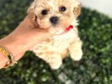 Türkiyenin En Iyi Korean Teacup Maltipoo Bebekleri