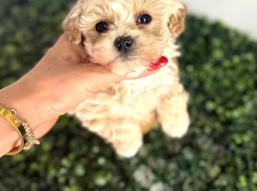 Türkiyenin En Iyi Korean Teacup Maltipoo Bebekleri görsel