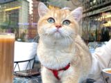 Safkan Golden Bri̇ti̇sh Shorthai̇r Ny12