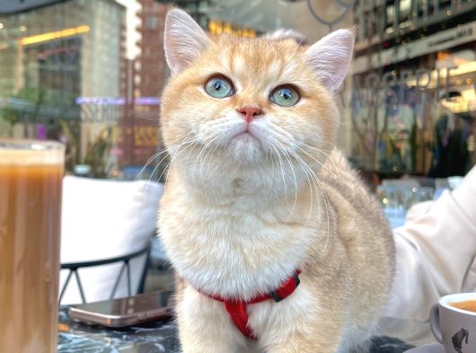 Safkan Golden Bri̇ti̇sh Shorthai̇r Ny12 görsel