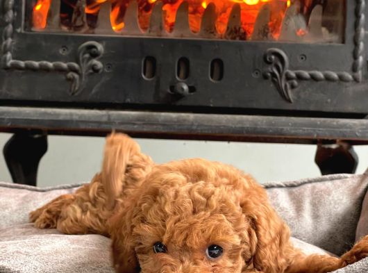 Şirinmi  Şirin Poodle Yavruları görsel